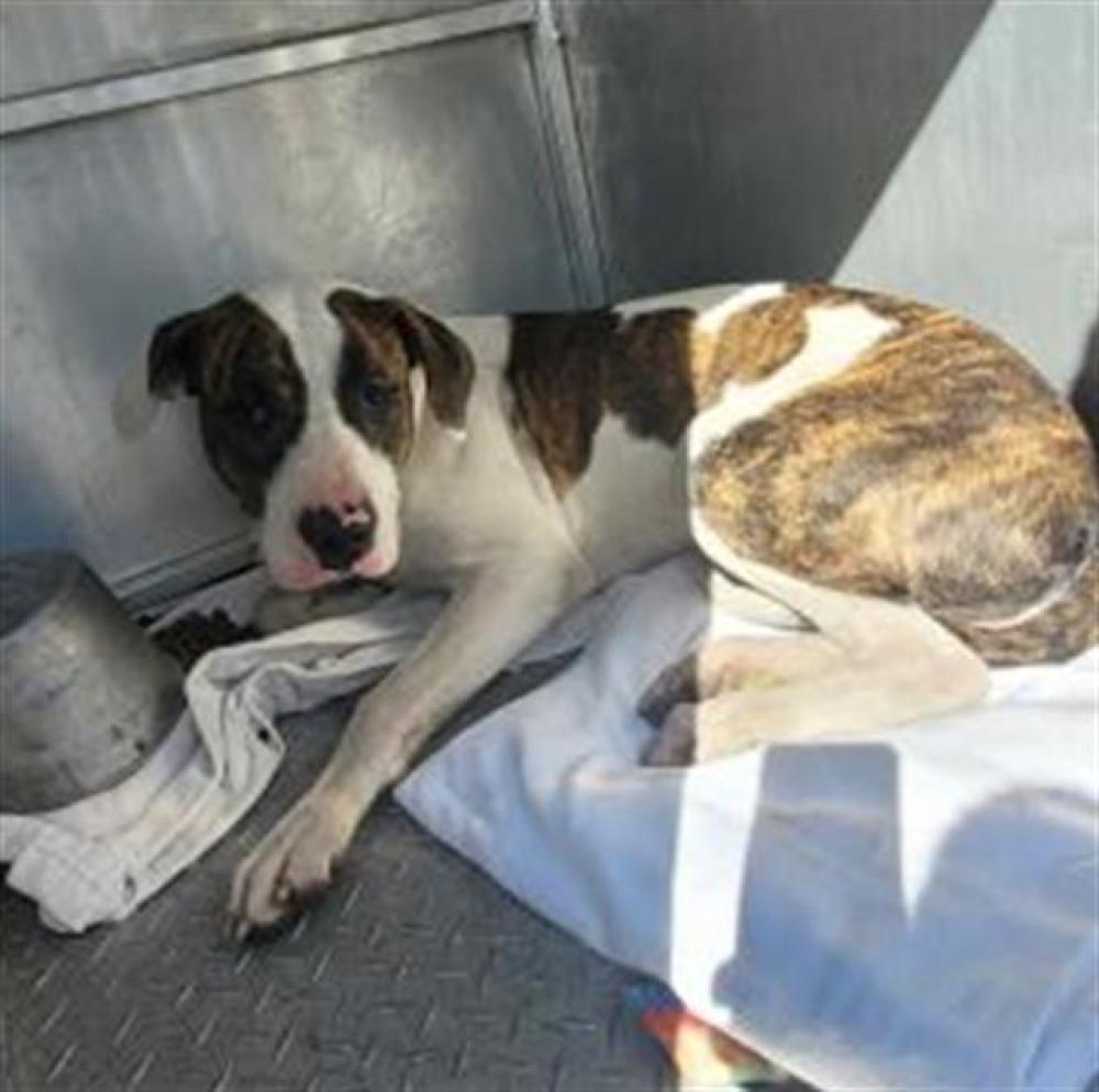 Shelter Stray Male Dog last seen Near BLOCK SPRINGWELLS ST, DETROIT, MI 48209, Detroit, MI 48211