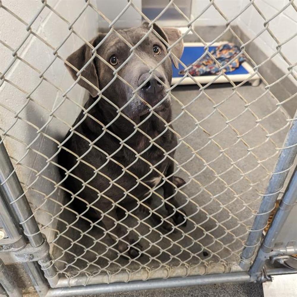 Shelter Stray Male Dog last seen Near BLOCK LANCE RD, Huntsville, AL 35805