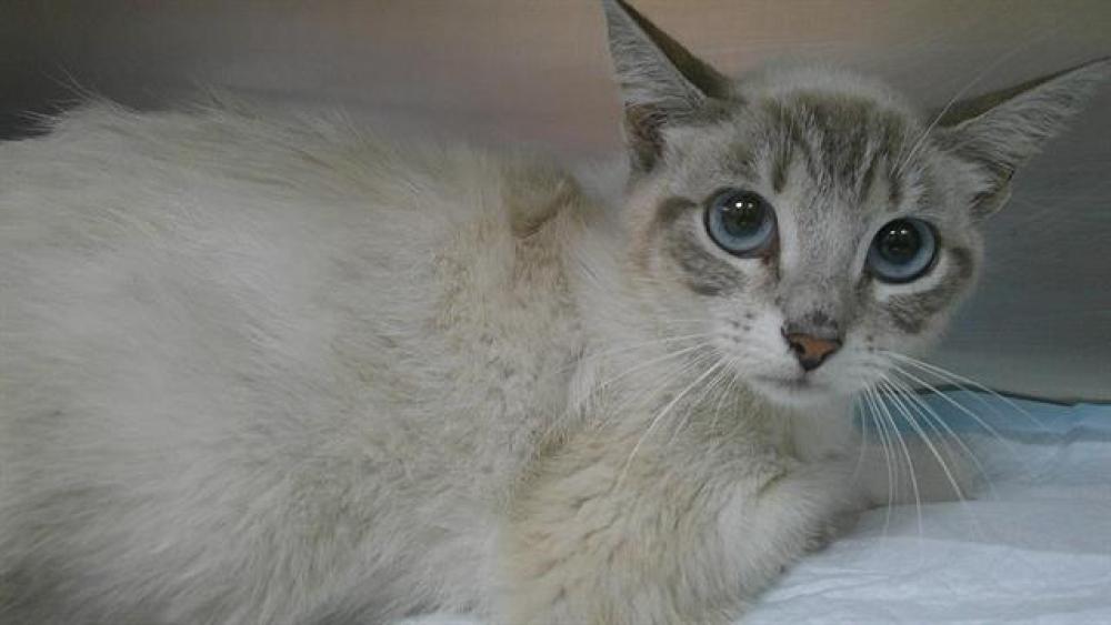 Shelter Stray Female Cat last seen NW 4 PL LAUDERHILL, FLORIDA, Davie, FL 33312