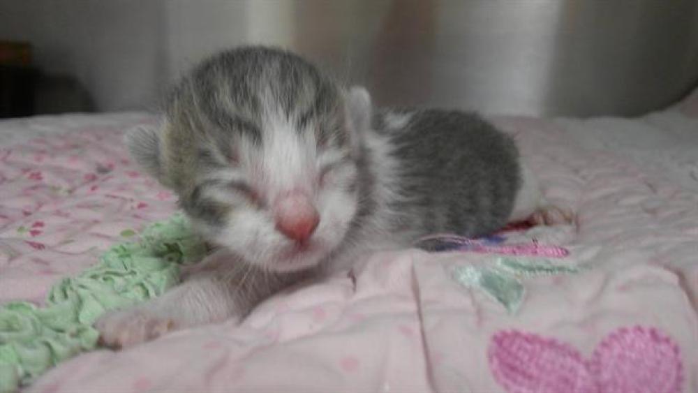 Shelter Stray Unknown Cat last seen NW 4 PL LAUDERHILL, FLORIDA, Davie, FL 33312