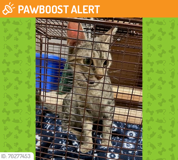 Shelter Stray Female Cat last seen Near BLOCK TUMBLEWEED DRIVE, Austin, TX 78702