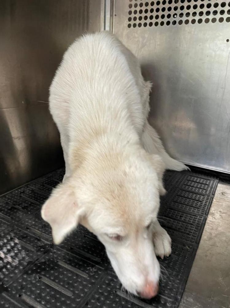 Shelter Stray Female Dog last seen Near BLOCK MELODY, Austin, TX 78702
