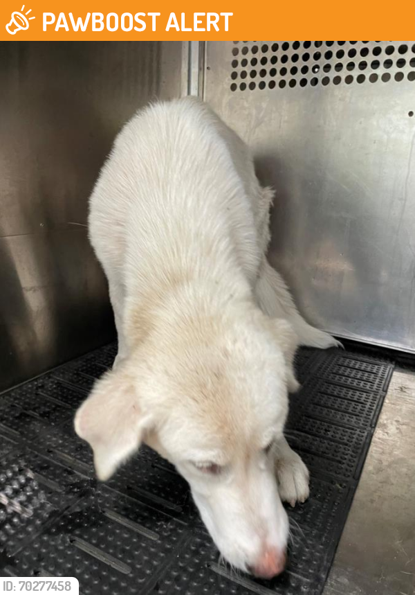 Shelter Stray Male Dog last seen Near BLOCK MELODY, Austin, TX 78702