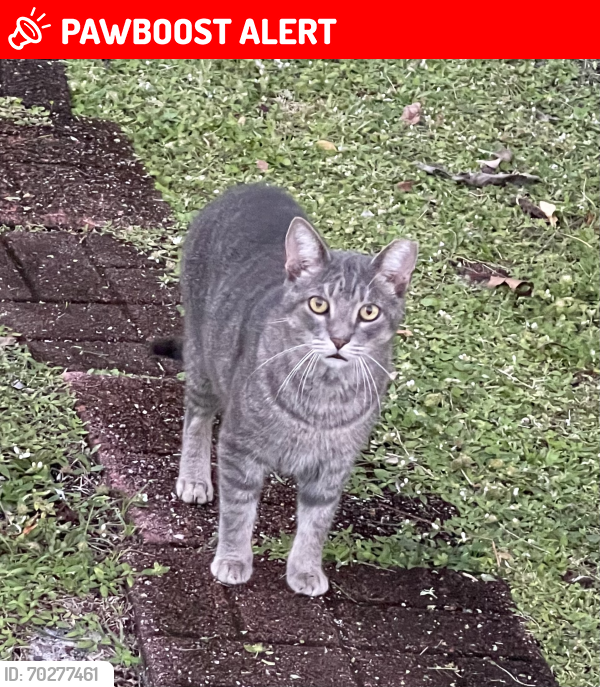 Lost Male Cat last seen Gun Club Road and Easy Shadyside Circle, Palm Beach County, FL 33415