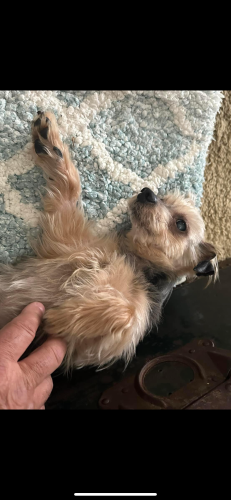 Lost Male Dog last seen Sw Ivory Loop and 11th, Gresham, OR 97080