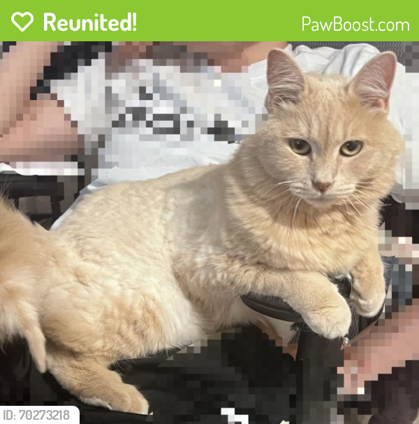 Reunited Female Cat last seen Don’t really know , West Columbia, SC 29170