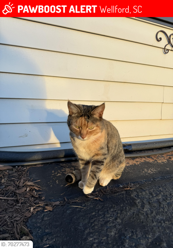 Lost Female Cat last seen Fort Prince BLV, Wellford, SC 29385