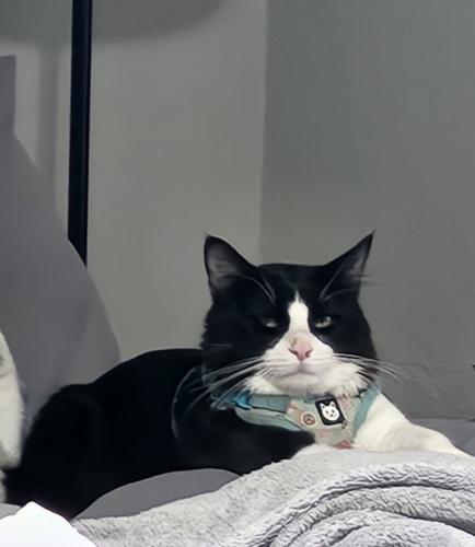 Lost Male Cat last seen Ne 23rd and post rd, Spencer, OK 73084