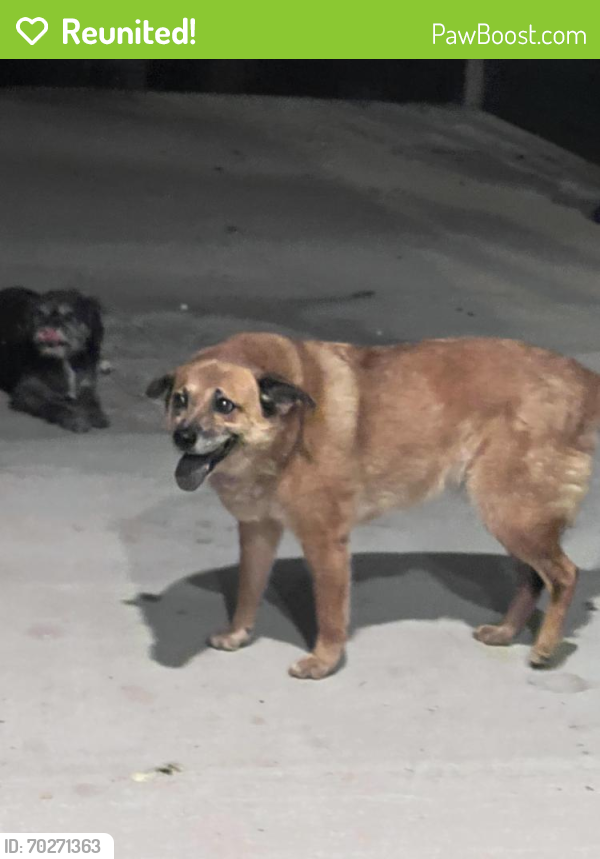 Reunited Female Dog last seen Goode City , Cleveland, TX 77328