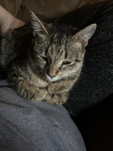 Lost Female Cat last seen Trego ct, Wabash Township, IN 47906