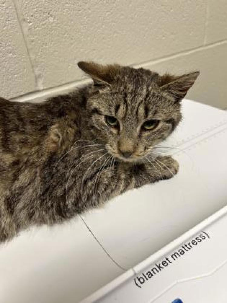Shelter Stray Male Cat last seen Harrisonburg, VA 22802, Fairfax, VA 22032