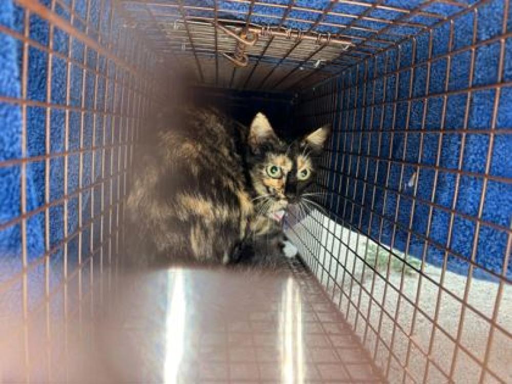 Shelter Stray Female Cat last seen Near Dwayne St, 70344 - Chauvin, LA, Gray, LA 70359