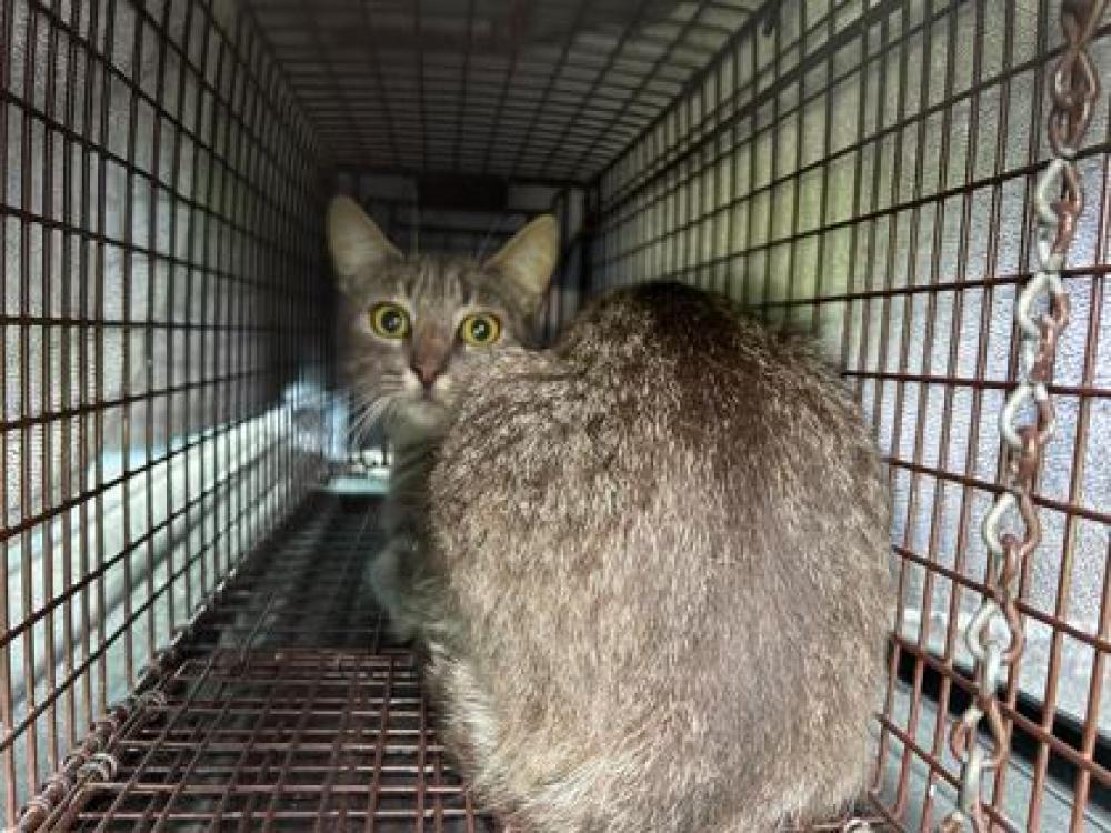 Shelter Stray Unknown Cat last seen Near Glenn, 70343 - Bourg, LA, Gray, LA 70359