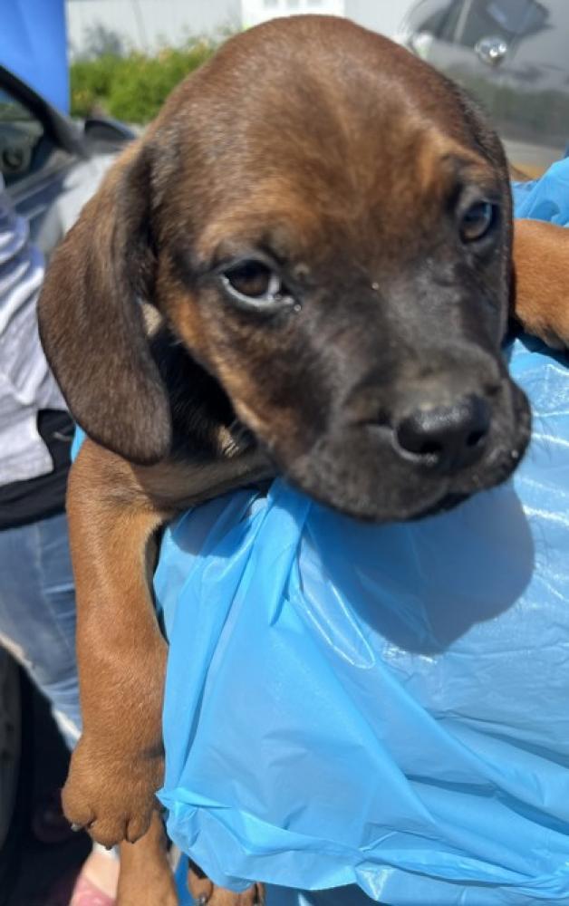 Shelter Stray Male Dog last seen Elm Ave & Sumner Ave, Fresno Zone Fresno CO 2 93706, CA, Fresno, CA 93706