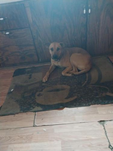 Lost Male Dog last seen 640koebel , Columbus, OH 43207