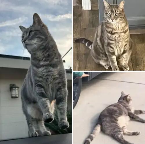 Lost Female Cat last seen Renfro and Palm, Bakersfield, CA 93314