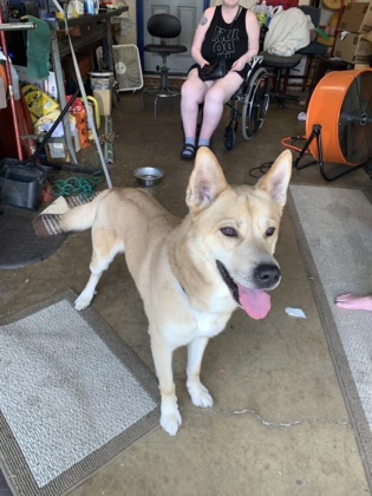 Shelter Stray Male Dog last seen Fort Worth, TX 76118, Fort Worth, TX 76119