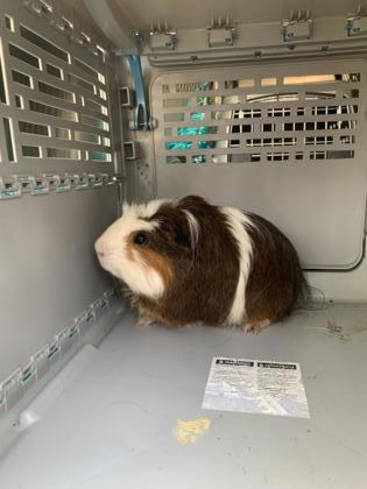Shelter Stray Unknown Guinea pig last seen Fort Worth, TX 76105, Fort Worth, TX 76119