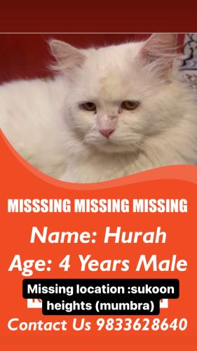 Lost Male Cat last seen Sukoon heights / gate 2 mumbra kausa, Thane, MH 400612