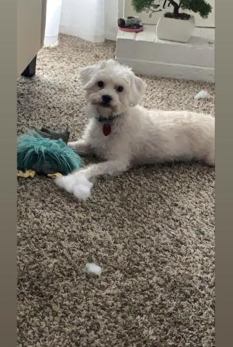 Lost Male Dog last seen Sylvester and Wycliff , Dallas, TX 75219