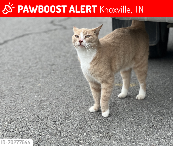 Lost Male Cat last seen Cherrybrook subdivision, Knoxville, TN 37912
