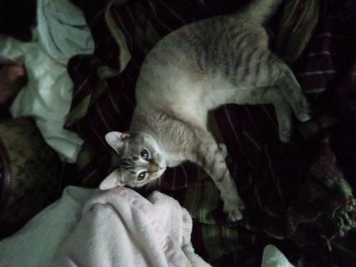 Lost Female Cat last seen Alister dr Raleigh NC , Raleigh, NC 27609