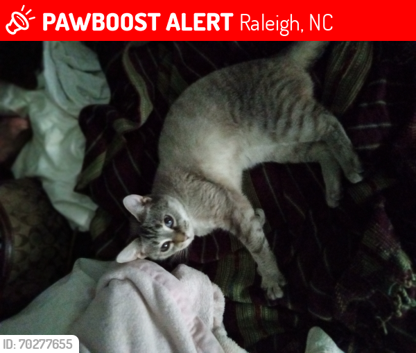 Lost Female Cat last seen Alister dr Raleigh NC , Raleigh, NC 27609
