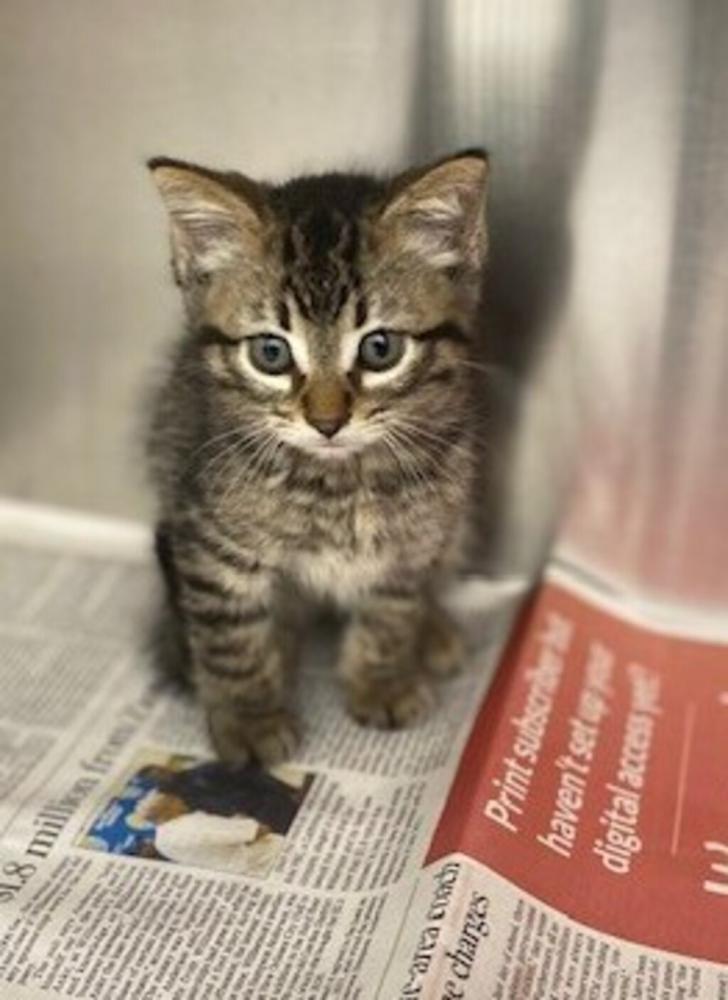Shelter Stray Male Cat last seen LA, Lafayette, LA 70507