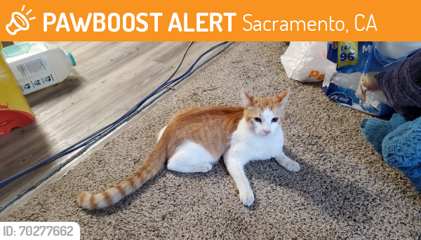 Found/Stray Male Cat last seen Howe Ave and Spanos court , Sacramento, CA 95825