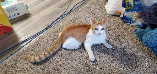 Found/Stray Male Cat last seen Howe Ave and Spanos court , Sacramento, CA 95825