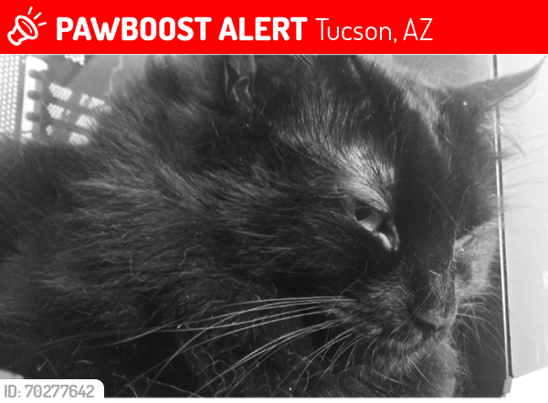 Lost Female Cat last seen Tanque Verde and Bear Canyon, Tucson, AZ 85715