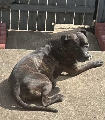 Lost Male Dog last seen East 21st and Franklin , Indianapolis, IN 46219