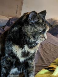 Lost Female Cat last seen pack saddle trail, Weatherford, TX 76088