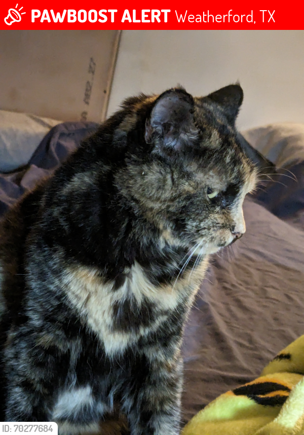 Lost Female Cat last seen pack saddle trail, Weatherford, TX 76088