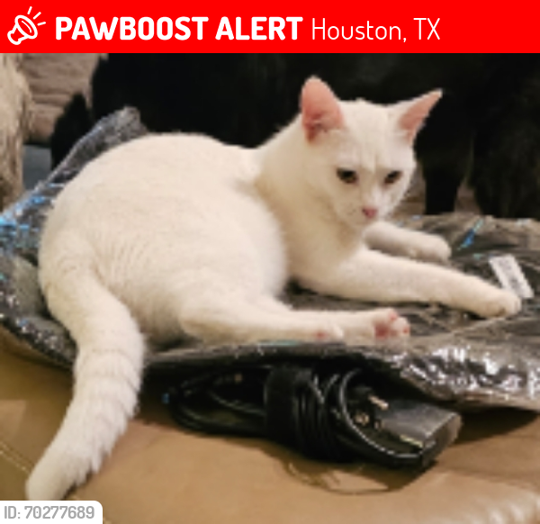Lost Male Cat last seen Mandolin Village near Cypresswood and 249, Houston, TX 77070