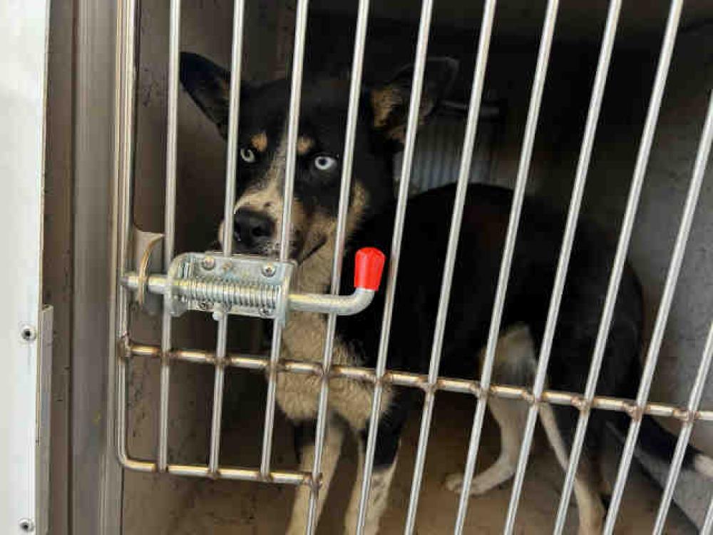 Shelter Stray Female Dog last seen TECATE PORT, Bonita, CA 91902