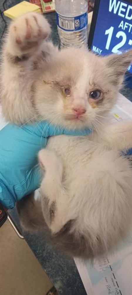 Shelter Stray Female Cat last seen SHELBURNE DR, BAKERSFIELD, Bakersfield, CA 93307
