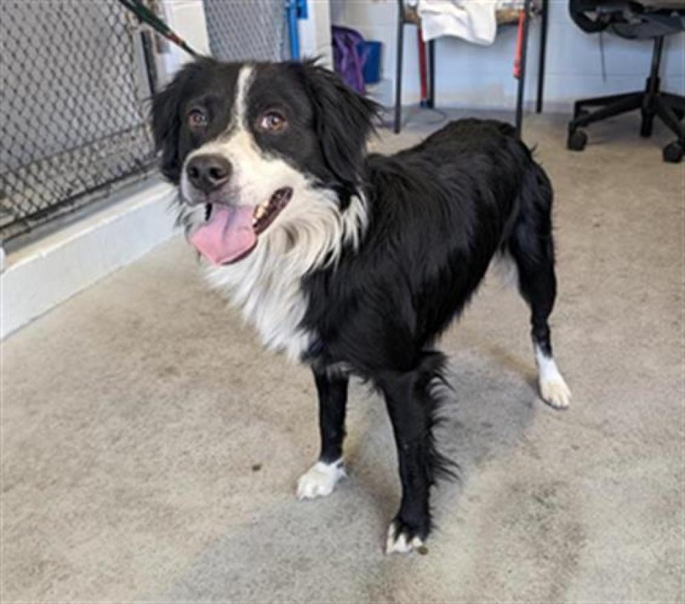 Shelter Stray Male Dog last seen SPRINGMAN ST & 65TH AVE, Sacramento, CA 95818