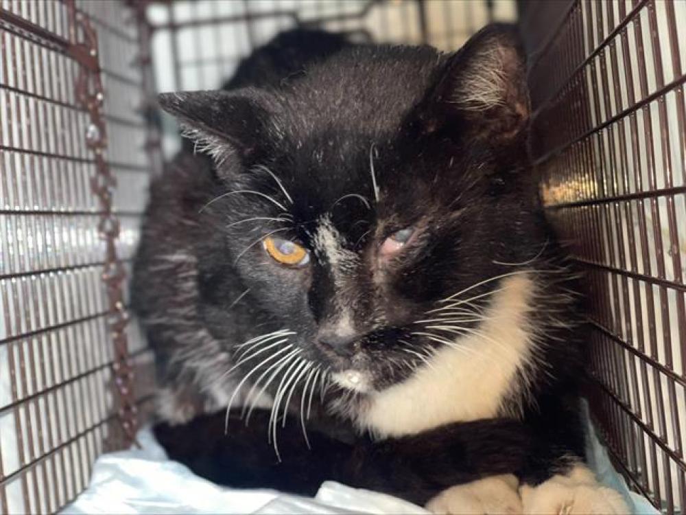 Shelter Stray Male Cat last seen Near BLOCK SENECA RD, SEA RANCH LAKES FL 33308, Davie, FL 33312