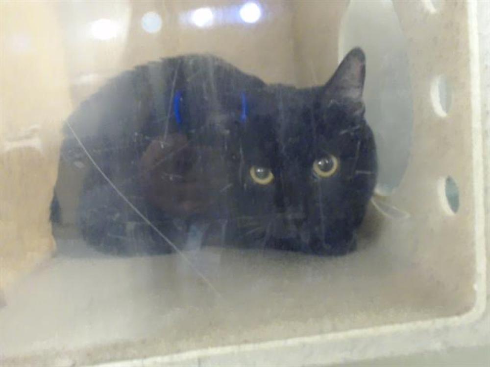 Shelter Stray Unknown Cat last seen Near BLOCK MOORPARK CT, SUN VALLEY NV 89433, Reno, NV 89502