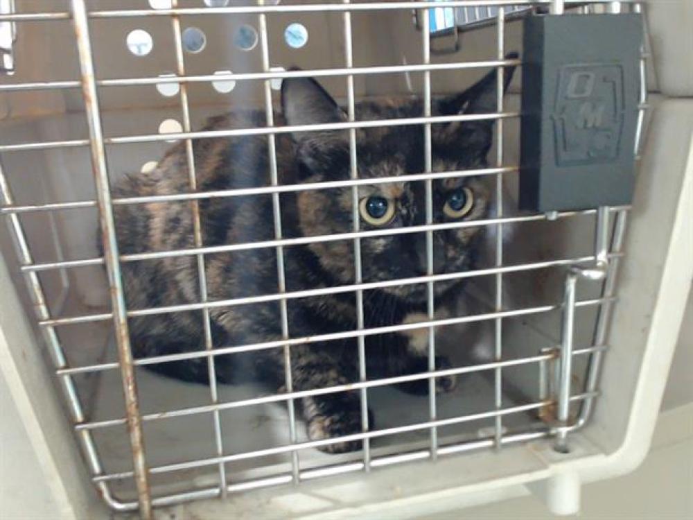 Shelter Stray Female Cat last seen Near BLOCK MOORPARK CT, SUN VALLEY NV 89433, Reno, NV 89502