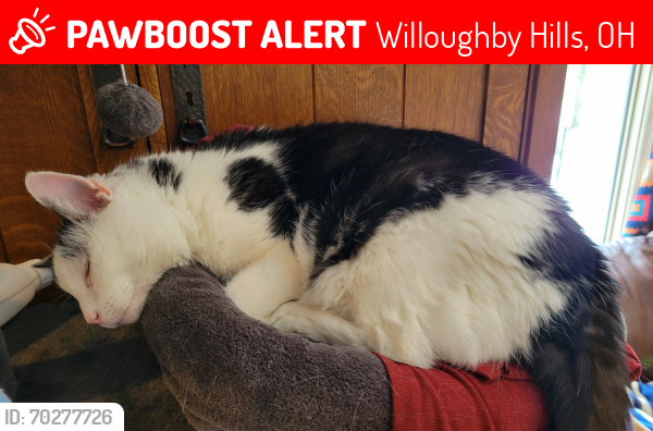 Lost Female Cat last seen Sherbrooke Valley Ct and Roger's Rd near Worrell Rd., Willoughby Hills, OH 44094