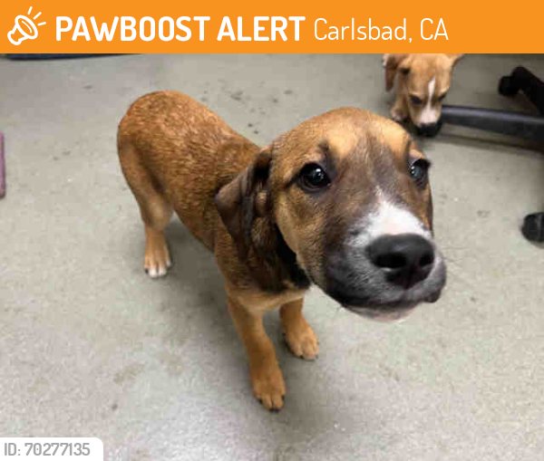 Shelter Stray Male Dog last seen ALBERTSONS ON MISSION IN FALLBROOK, Carlsbad, CA 92011