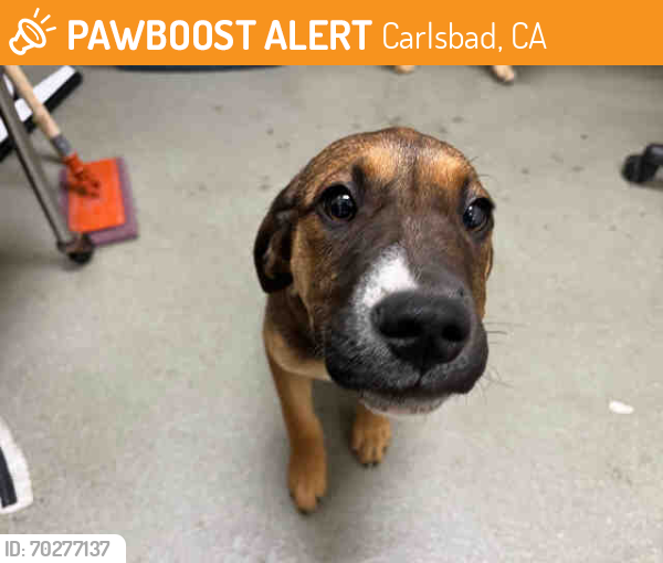 Shelter Stray Male Dog last seen ALBERTSONS ON MISSION IN FALLBROOK, Carlsbad, CA 92011