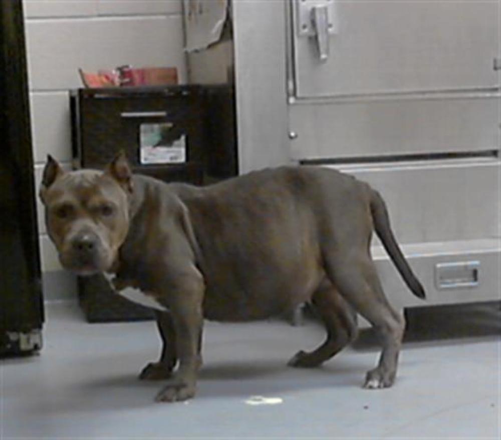 Shelter Stray Female Dog last seen PEDRO DR, FAYETTEVILLE NC 28303, Fayetteville, NC 28306