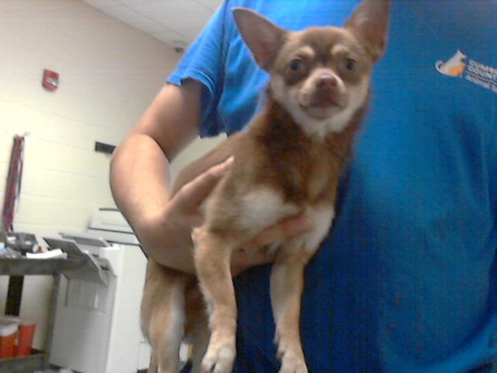 Shelter Stray Male Dog last seen LEGION RD, FAYETTEVILLE NC 28306, Fayetteville, NC 28306