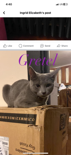 Lost Female Cat last seen Bell ave and west cullom , Chicago, IL 60618