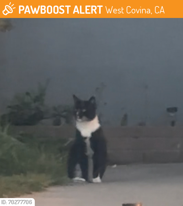 Found/Stray Male Cat last seen Near el dorado street, West Covina, CA 91790
