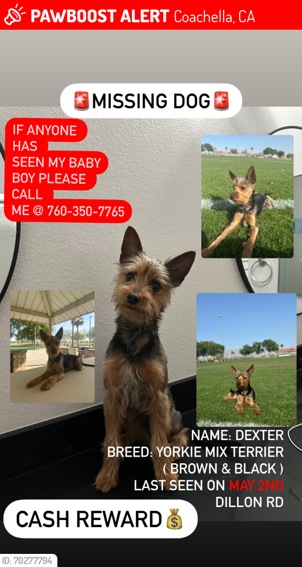 Lost Male Dog last seen Near Ave 48th Coaca, CA 92235 UNITED STATES, Coachella, CA 92236