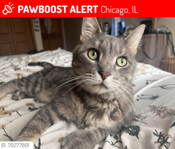 Lost Male Cat last seen 115th Place and Central Park Avenue , Chicago, IL 60655